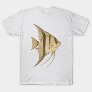 Angelfish - Vintage Japanese Style - Common Angel Fish T-Shirt